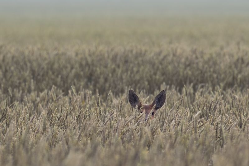 хлебное место фото превью