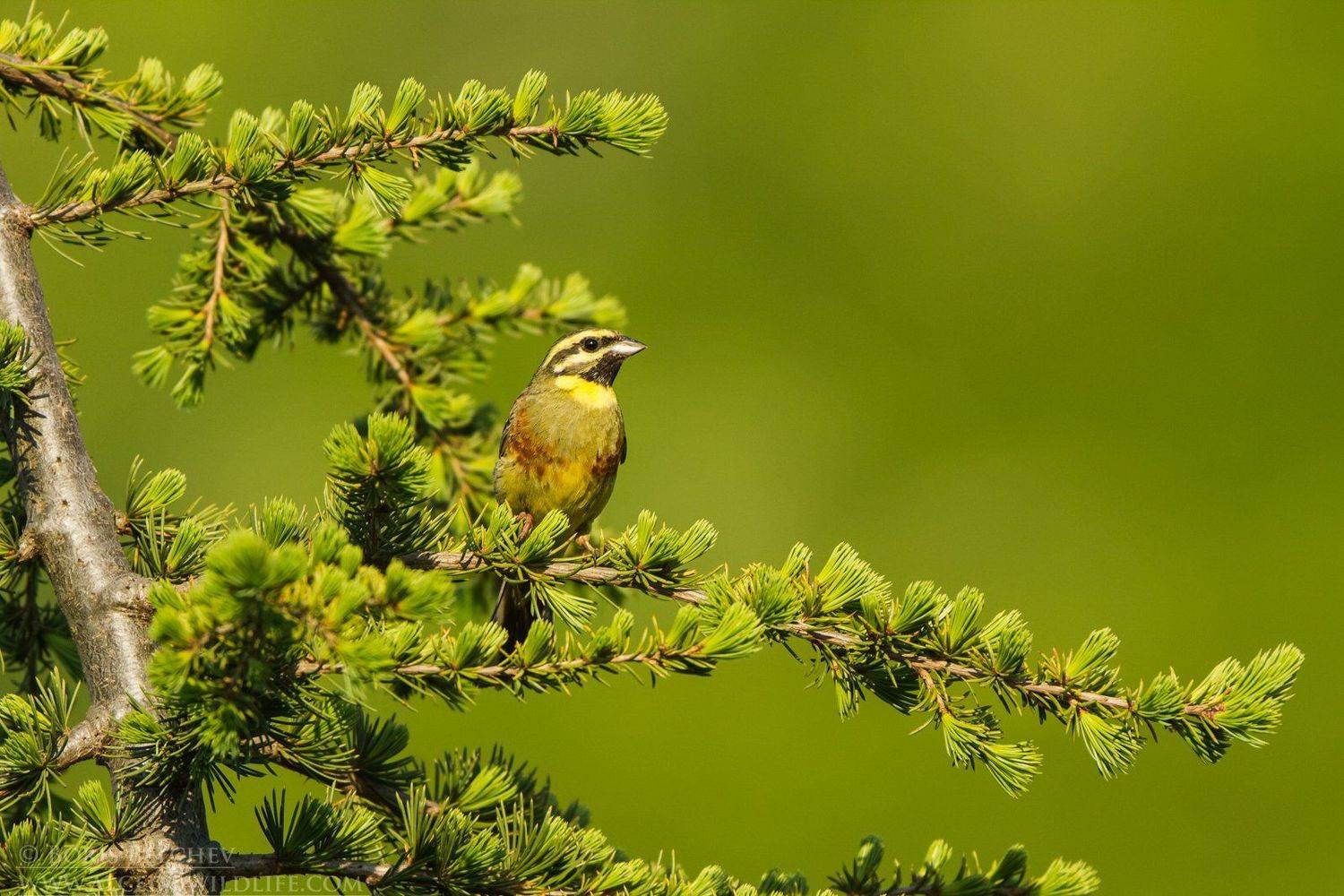 , Борис Белчев