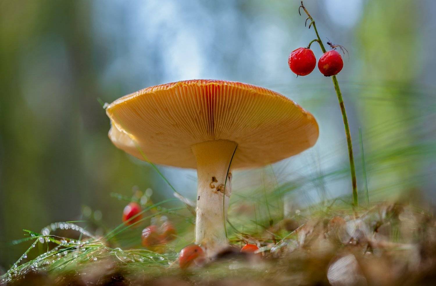 , Алексей Чистяков