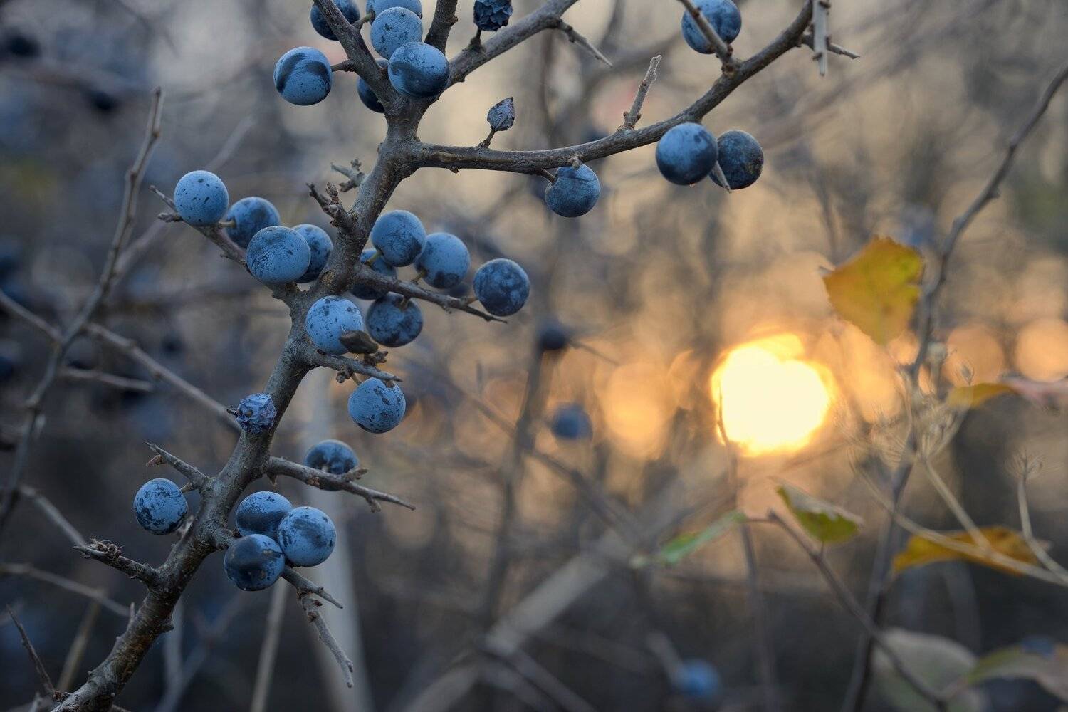 осень рассвет лес листва терен, Александр Жарников