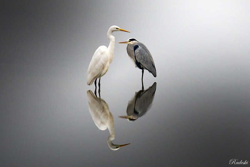 A couple of friends фото превью