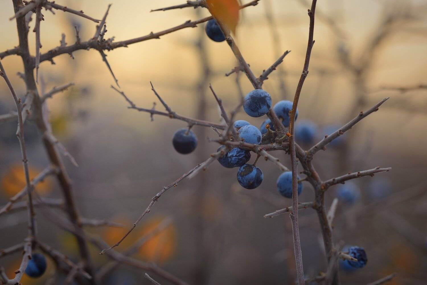 осень рассвет лес листва терен, Александр Жарников