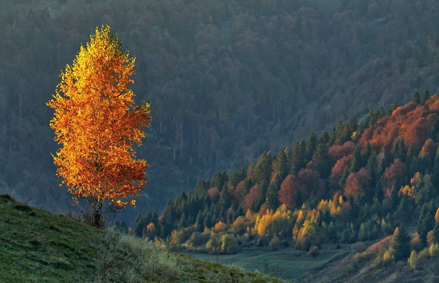 карпаты,	осень, утро, горы, берёза, Михаил Глаголев