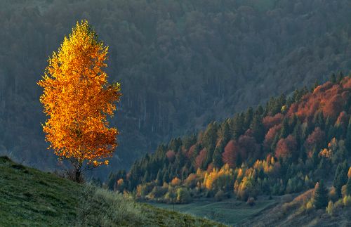 С солнцем обвенчана...