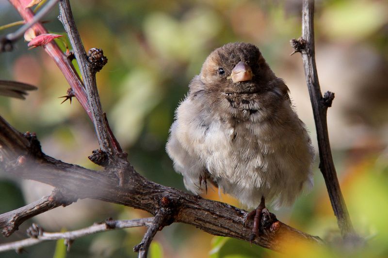 #sparrow #bird #nature  Sparrow фото превью