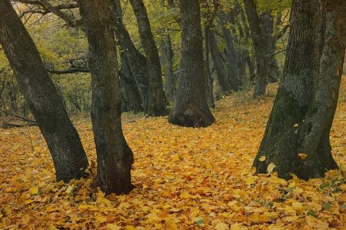 Осенний ковер