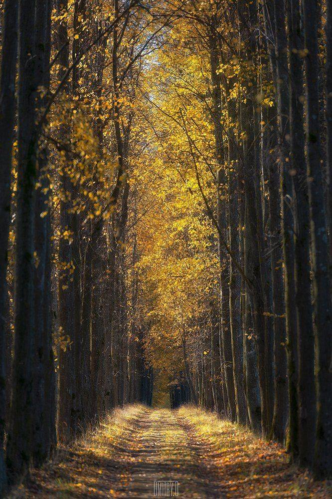 осень, пейзаж, аллея,, Дмитрий Доронин
