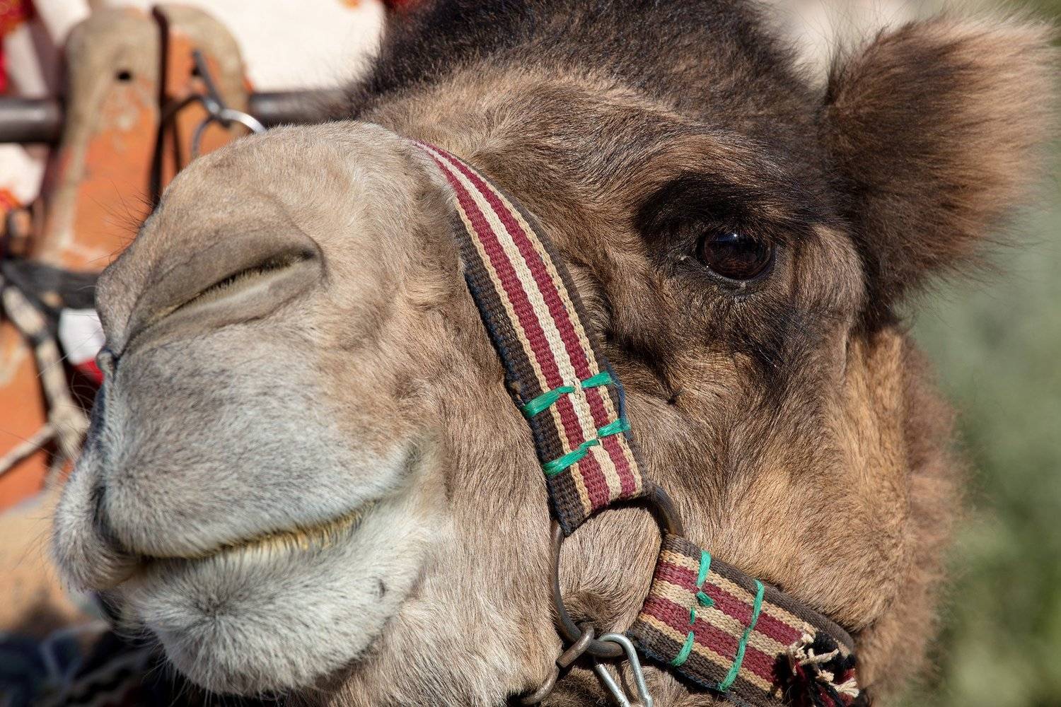 , Игорь Дубровский