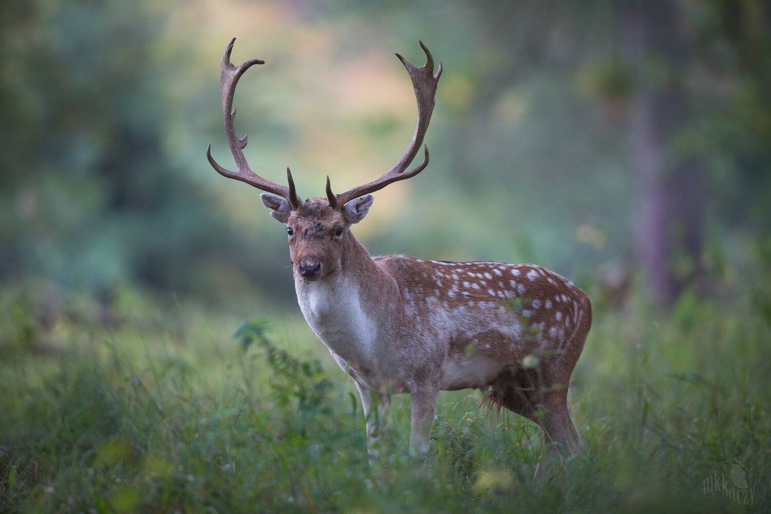 , Marcin Kaczmarkiewicz