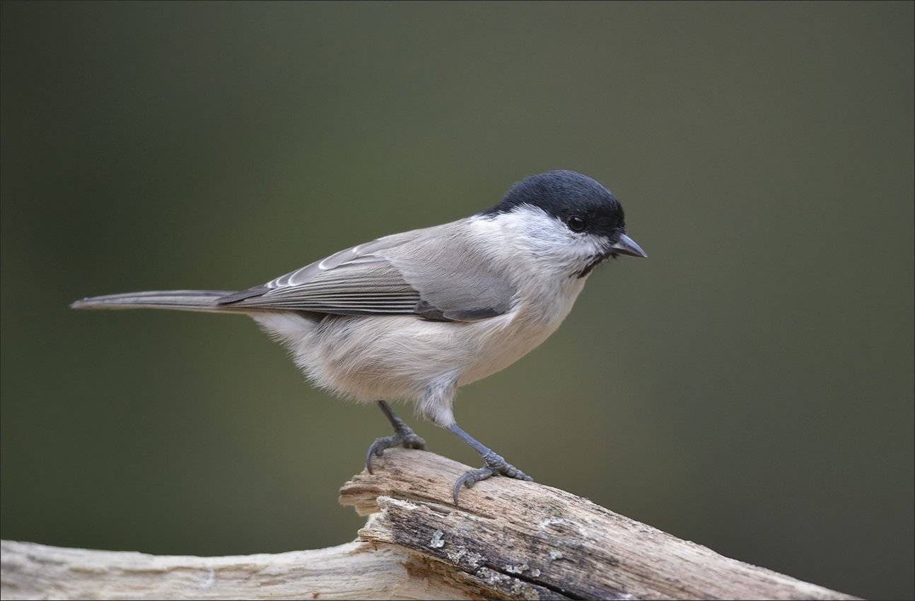 гаичка, Андрей Медведев