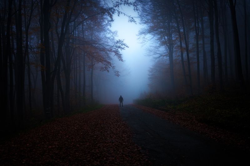 Мystical forest... фото превью