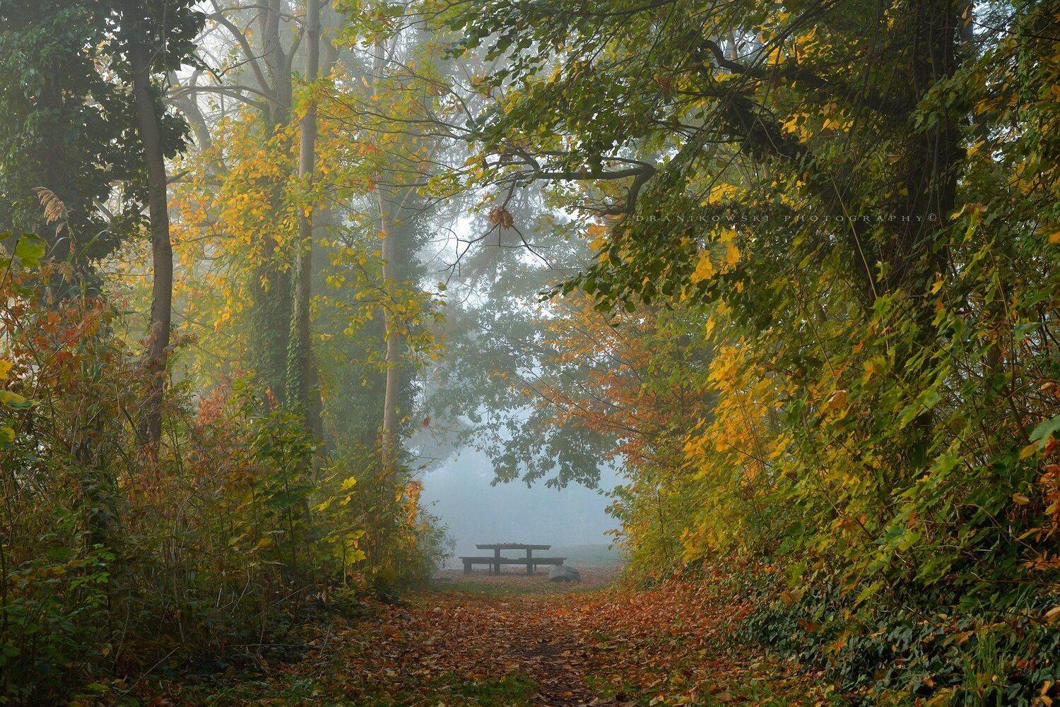 autumn end garden fall magic mist trees ogrod dranikowski colours table dranikowski jesien path, Radoslaw Dranikowski