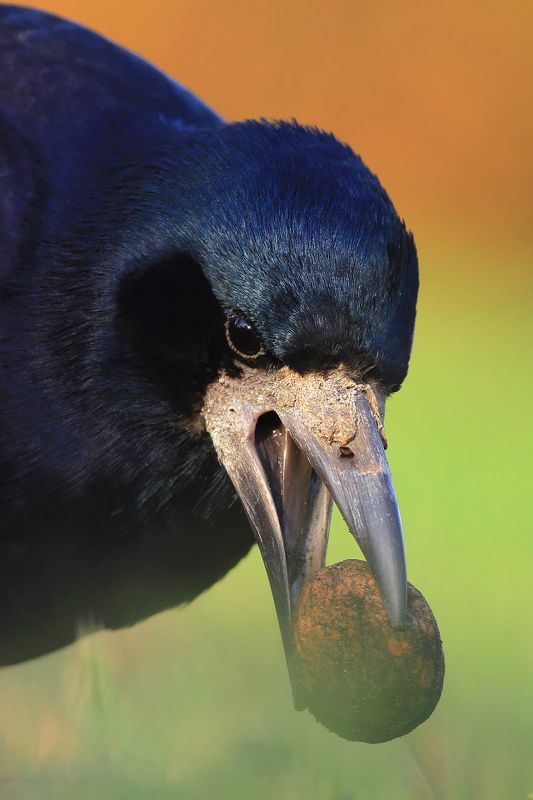 bird,orange,green,wildlife,nature,color,beautiful,scene,woods,scenery,autumn,wild,beauty,forest,birds,natural,nut Walnut lover фото превью