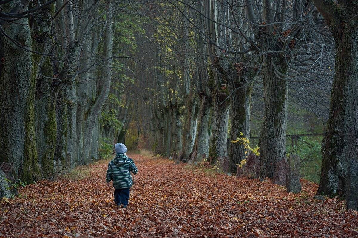 лес, осень, природа, пейзаж, Сипаева Катерина