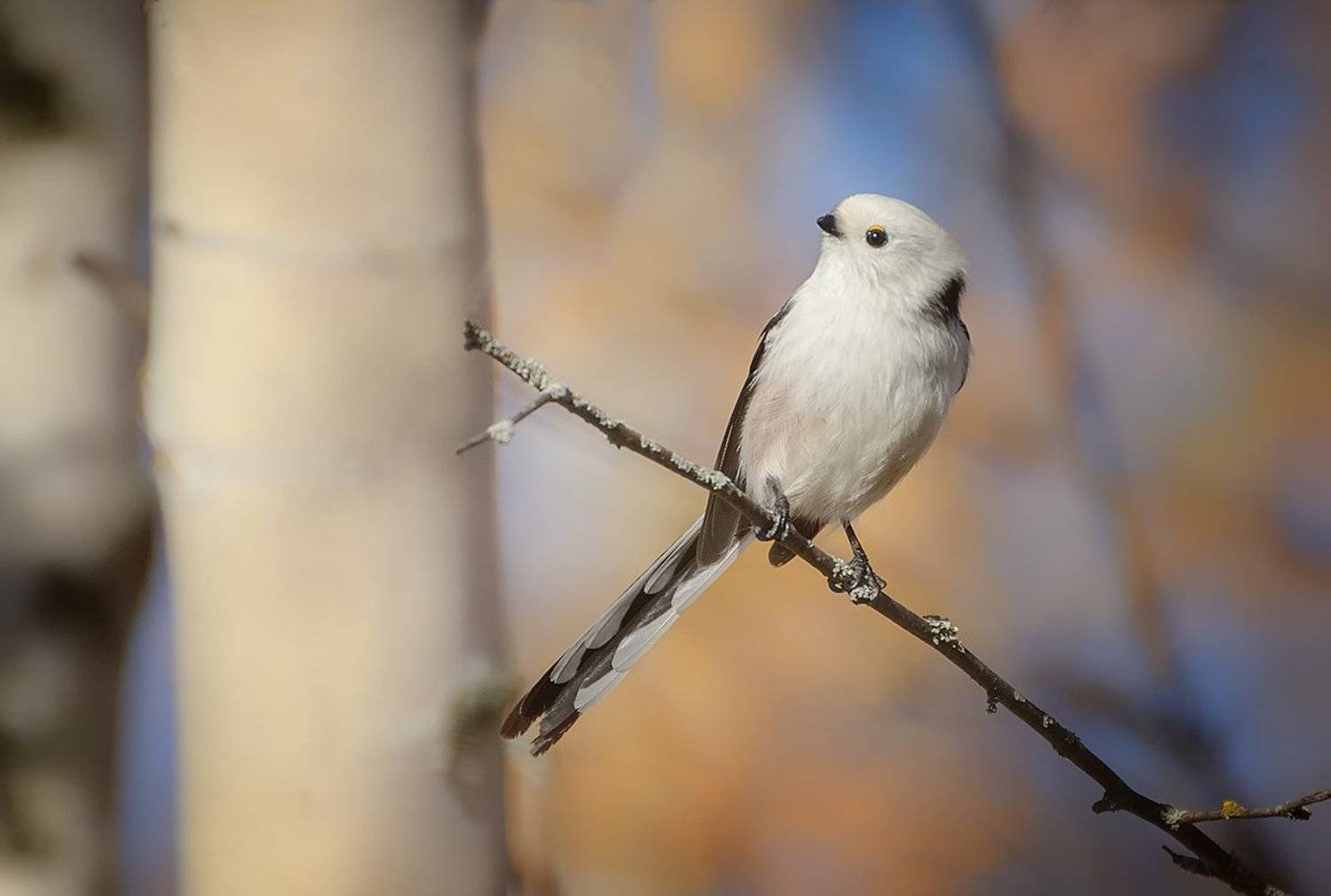 , Анатолий Зверев