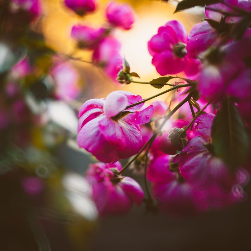 природа, цветы, боке Осенняя флора фото превью