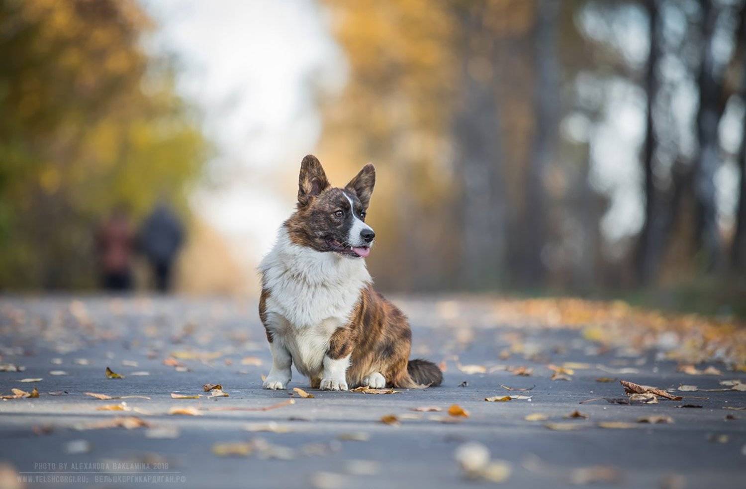 корги собака вельш корги кардиган, Александра