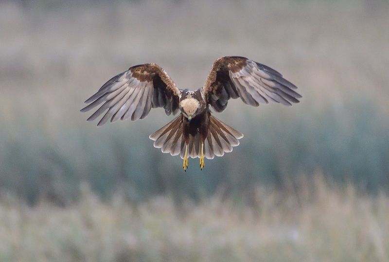Feathers фото превью
