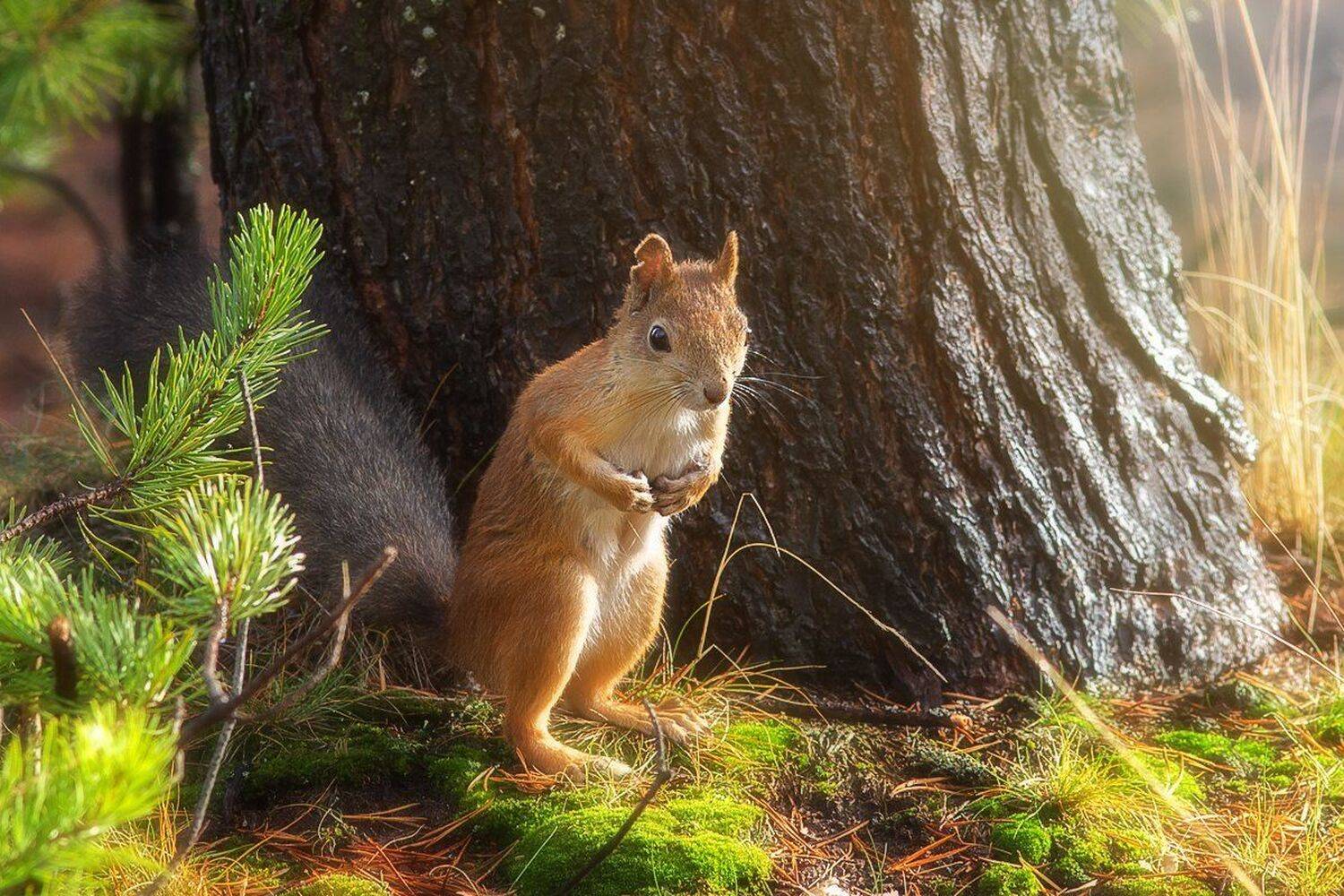 белка,белки,осень,север,природа,коми,животные, Игорь Триер