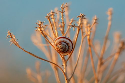 Сон улитки на 