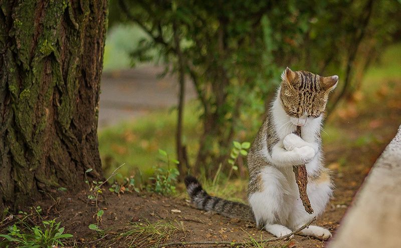 Дзен и бренность бытия. фото превью