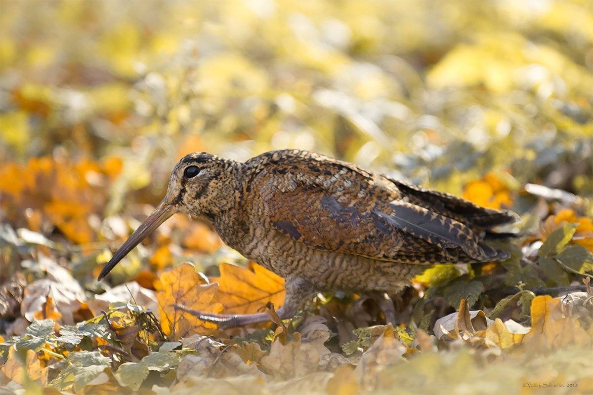 , Валерий Субачев