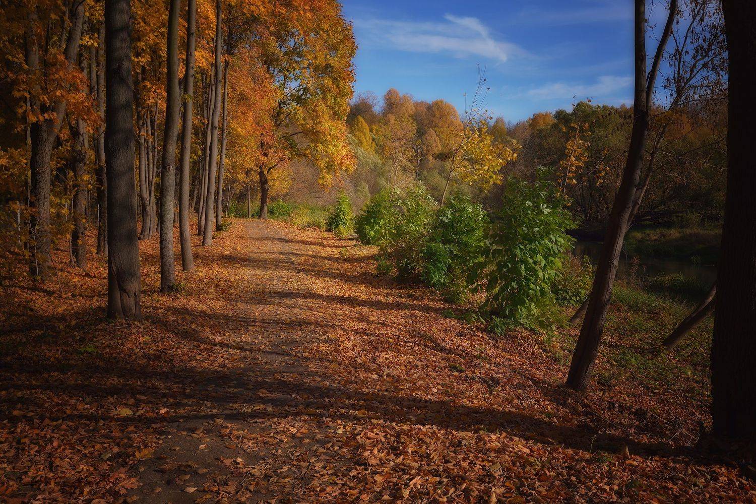 лес, природа, пейзаж, осень, подмосковье, Алексей Никонов