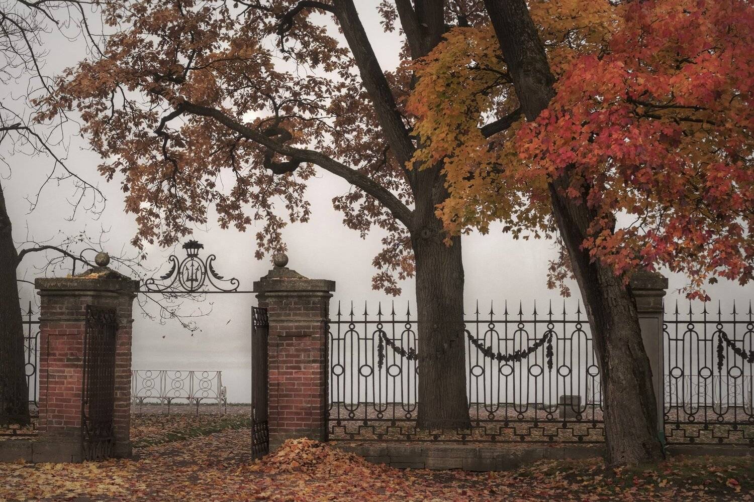 пушкин, царское село, парк, осень, туман, дубы, октябрь, золотая осень, листопад, утро, рассвет, Андрей Чиж