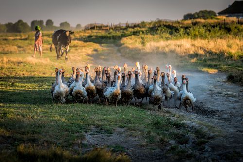 Сельская жизнь / Life In a Countryside
