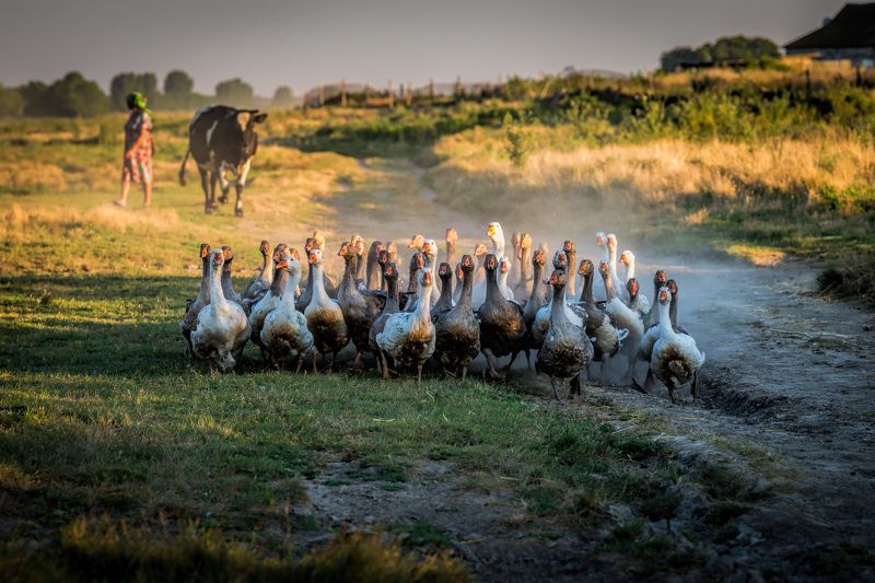 Сельская жизнь / Life In a Countryside фото превью