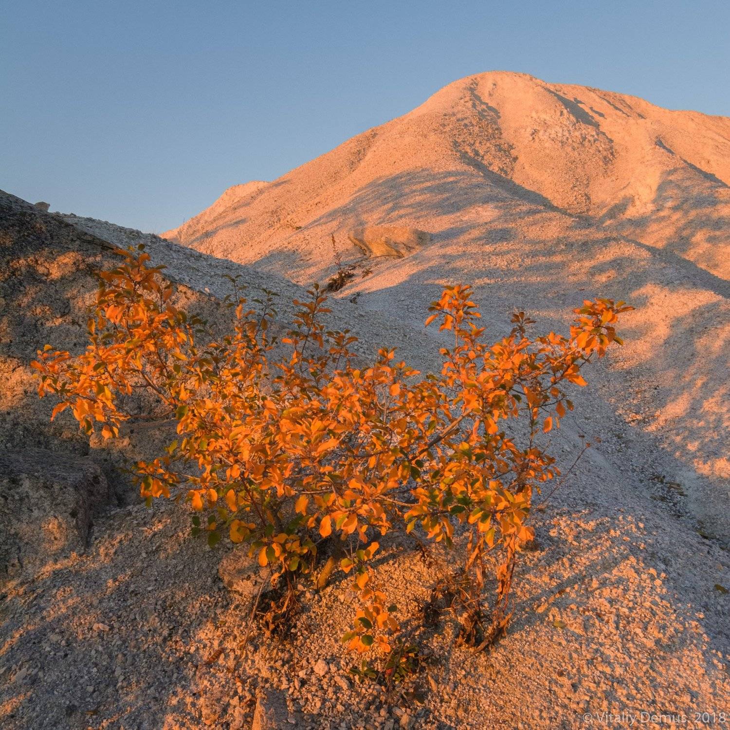, Виталий Демус