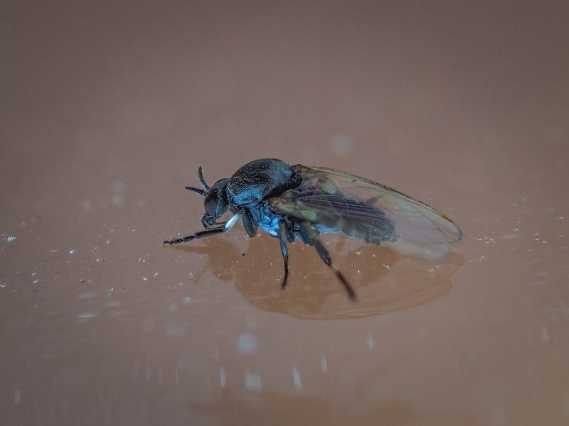 Радость северного лета фото превью