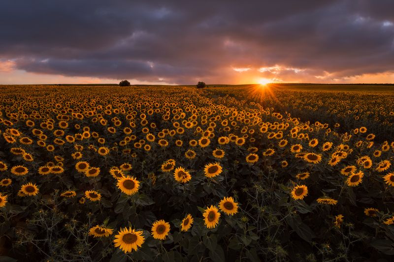 Summer, Alentejo, Portugal, Europe, Hugo, Só, Nikon, D810, Sunset, Sunflowers BONANZA фото превью