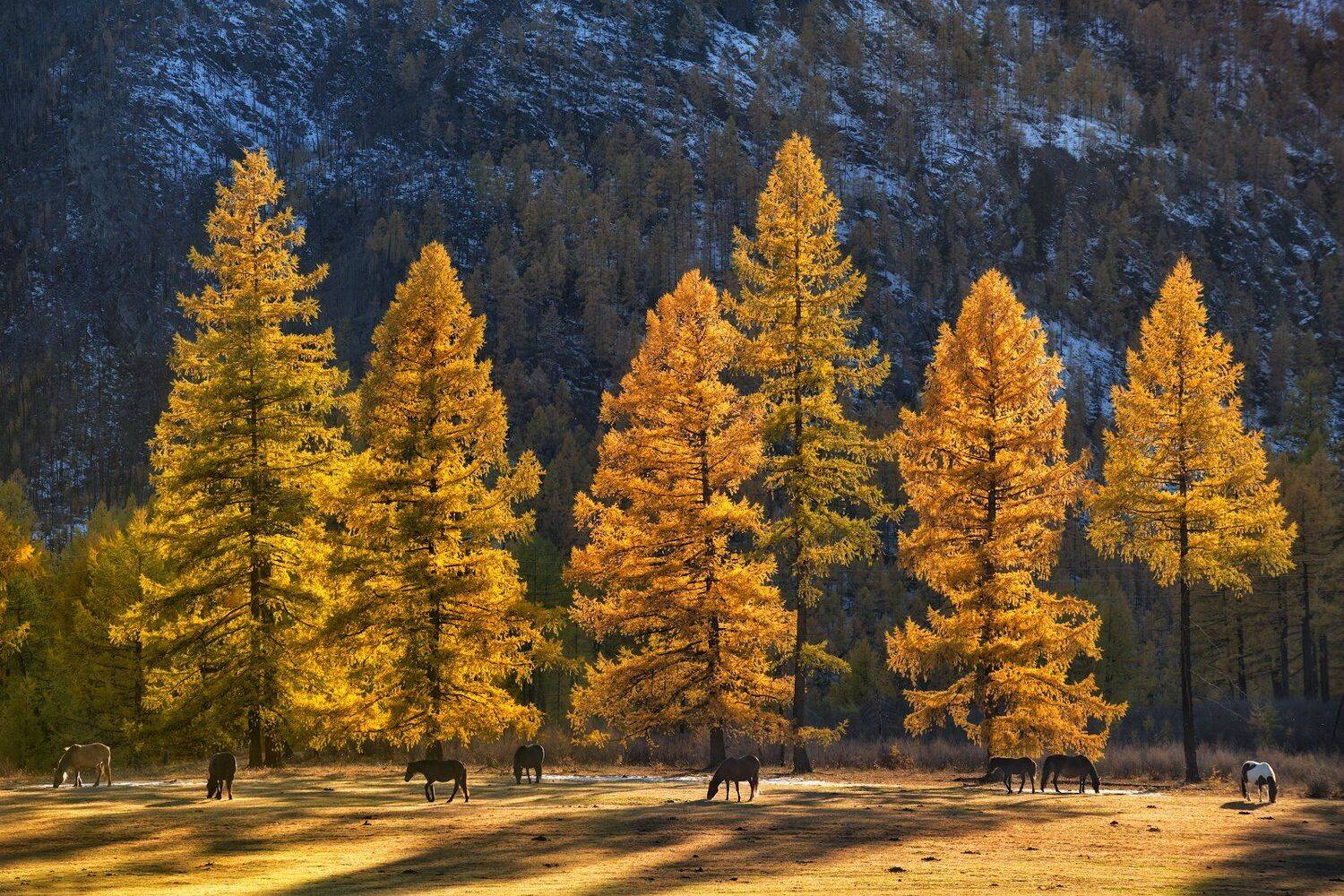 восточный саян, бурятия, сибирь, Андрей Грачев