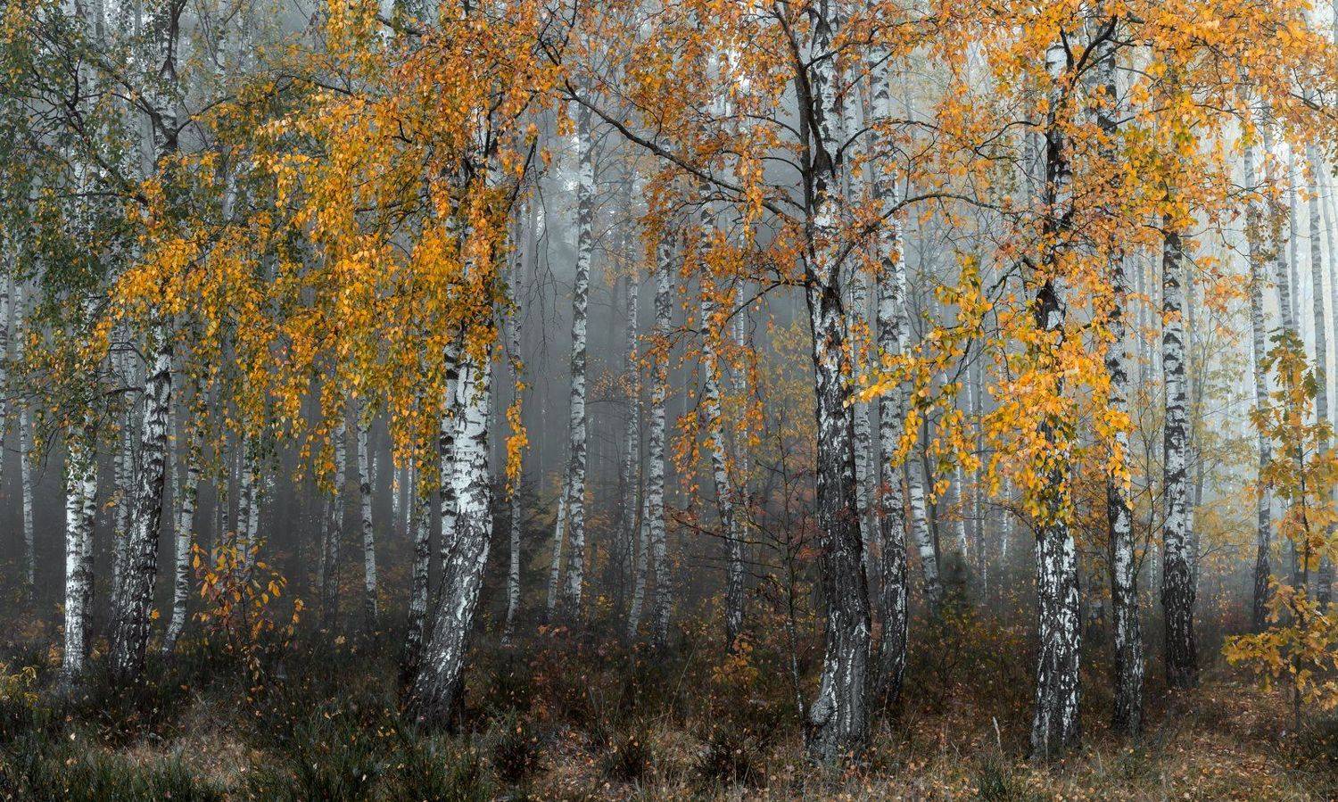 , Руслан Авдевич