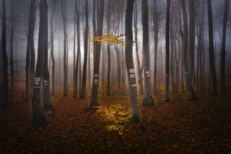 Numbered forest фото превью