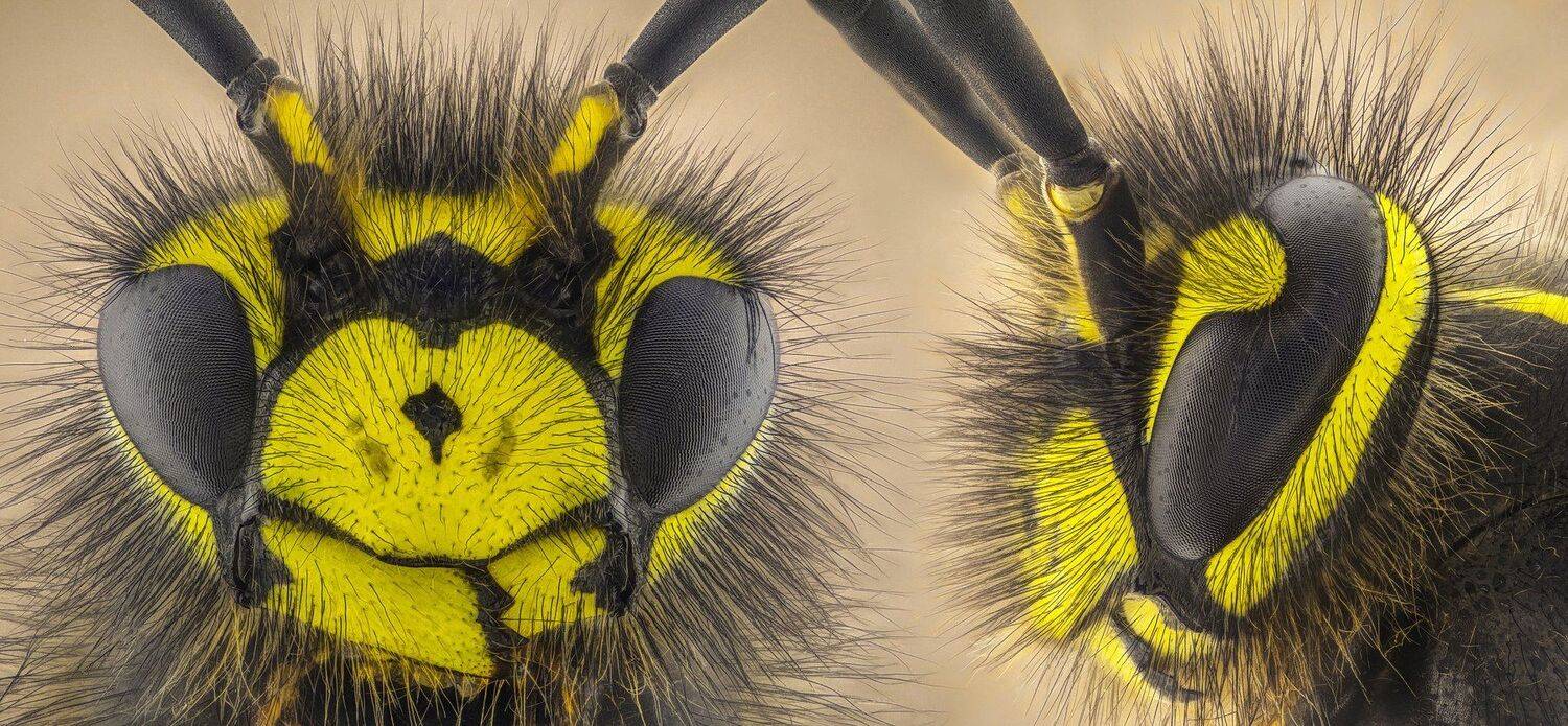 ceclii, macro, extrememacro, Tsvetan Ganev