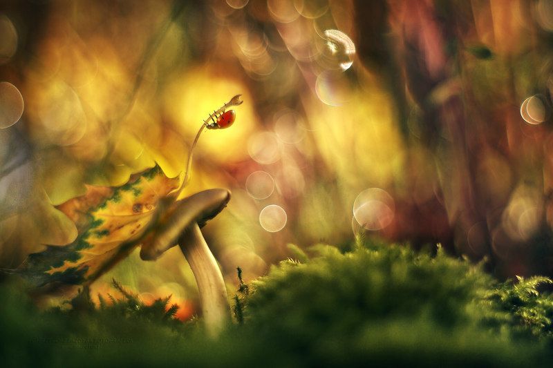 In autumn colors фото превью