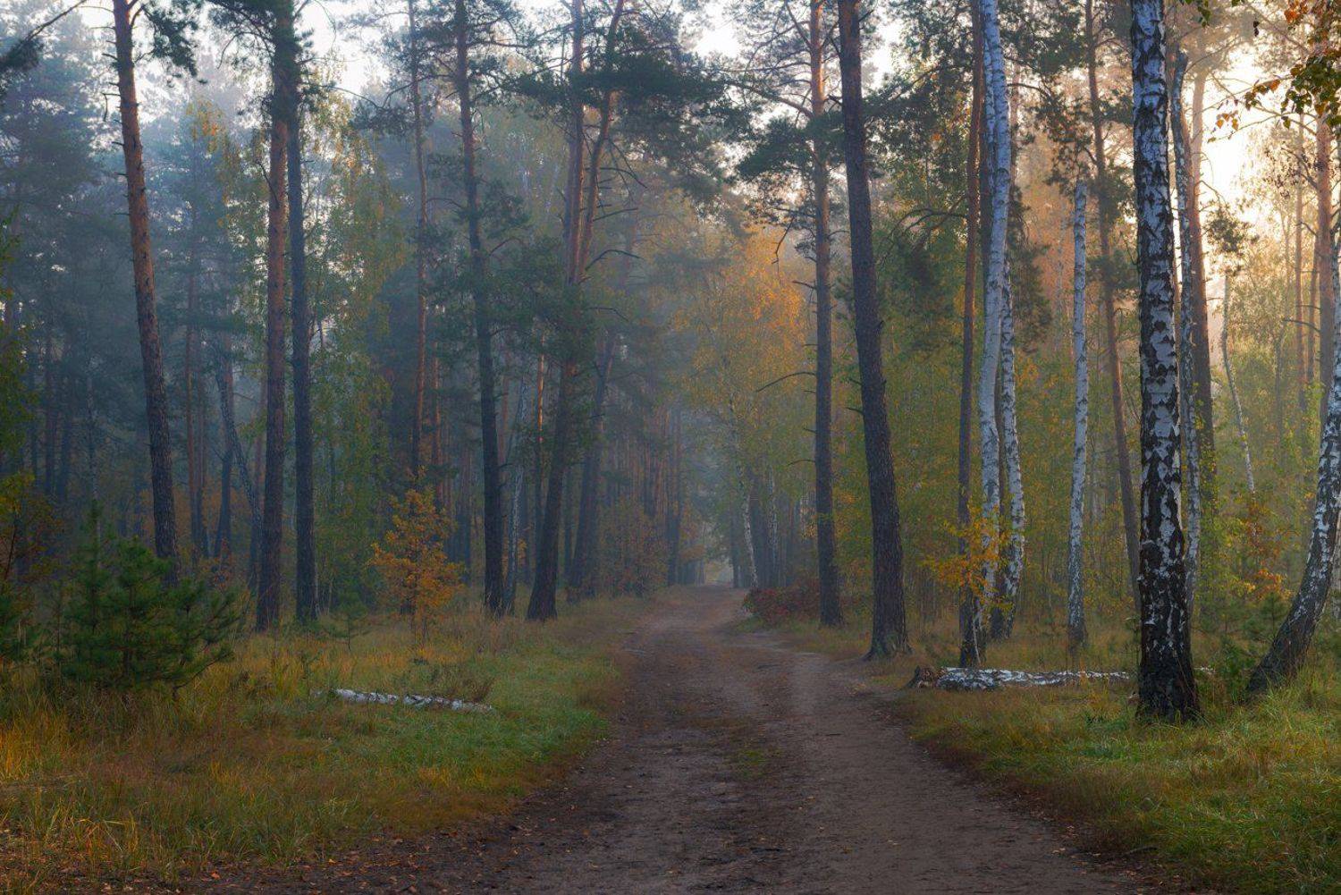 осень, октябрь, лес, свет, утро, рассвет, дымка, туман, Галанзовская Оксана