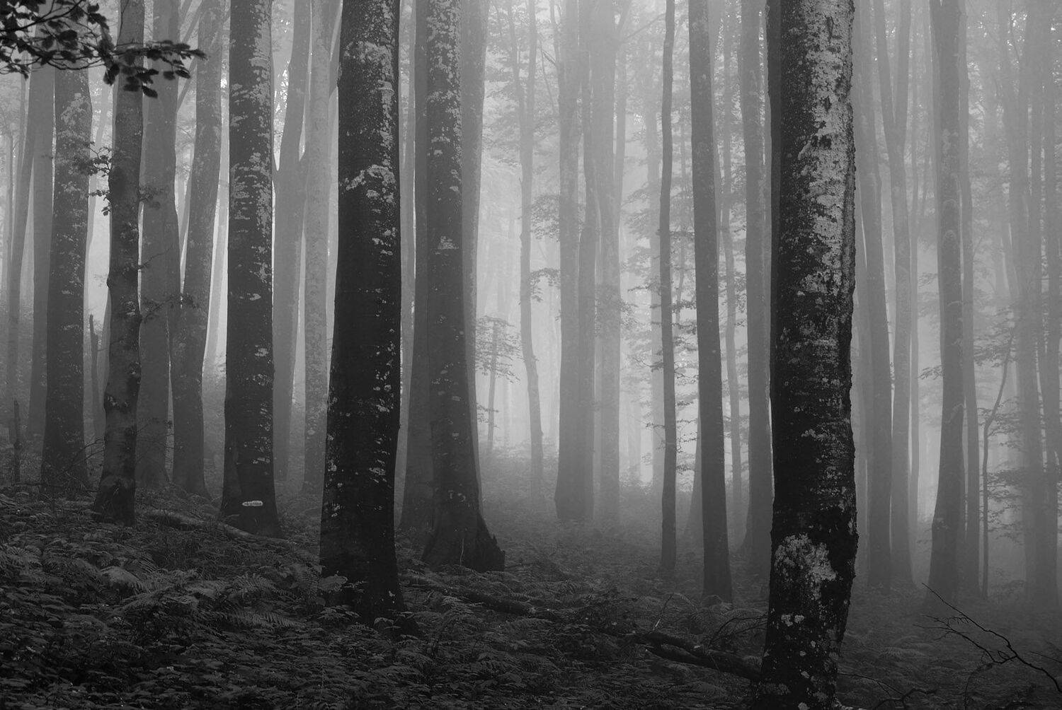 , Красимир Георгиев