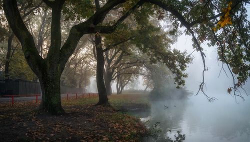 Былины кубанской осени.