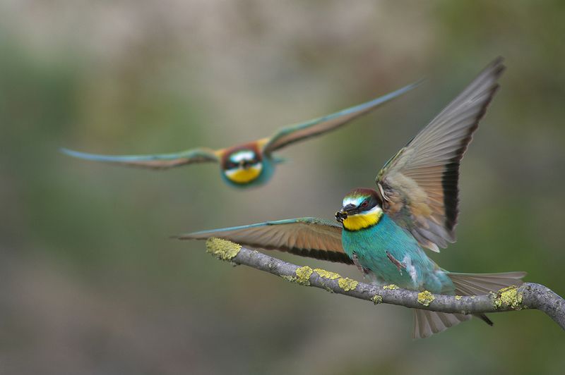 Щурки фото превью