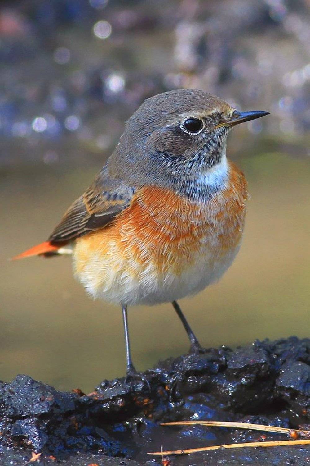 bird,wildlife,nature,mud,puddle,color,beautiful,scene,woods,scenery,autumn,wild,beauty,forest,birds,red, Piotr G&oacute;rny