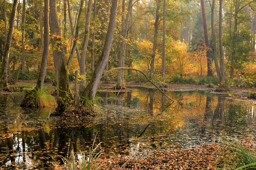 Forest wetlands