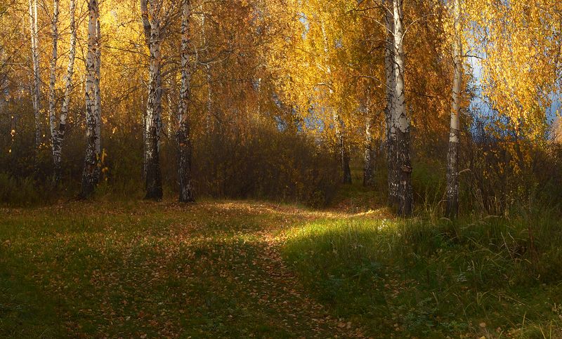 солнечный свет, тропинка, золотая осень, берёзы Солнечный луч фото превью