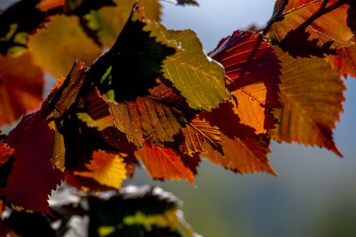 Осень в Северном Тянь-Шане