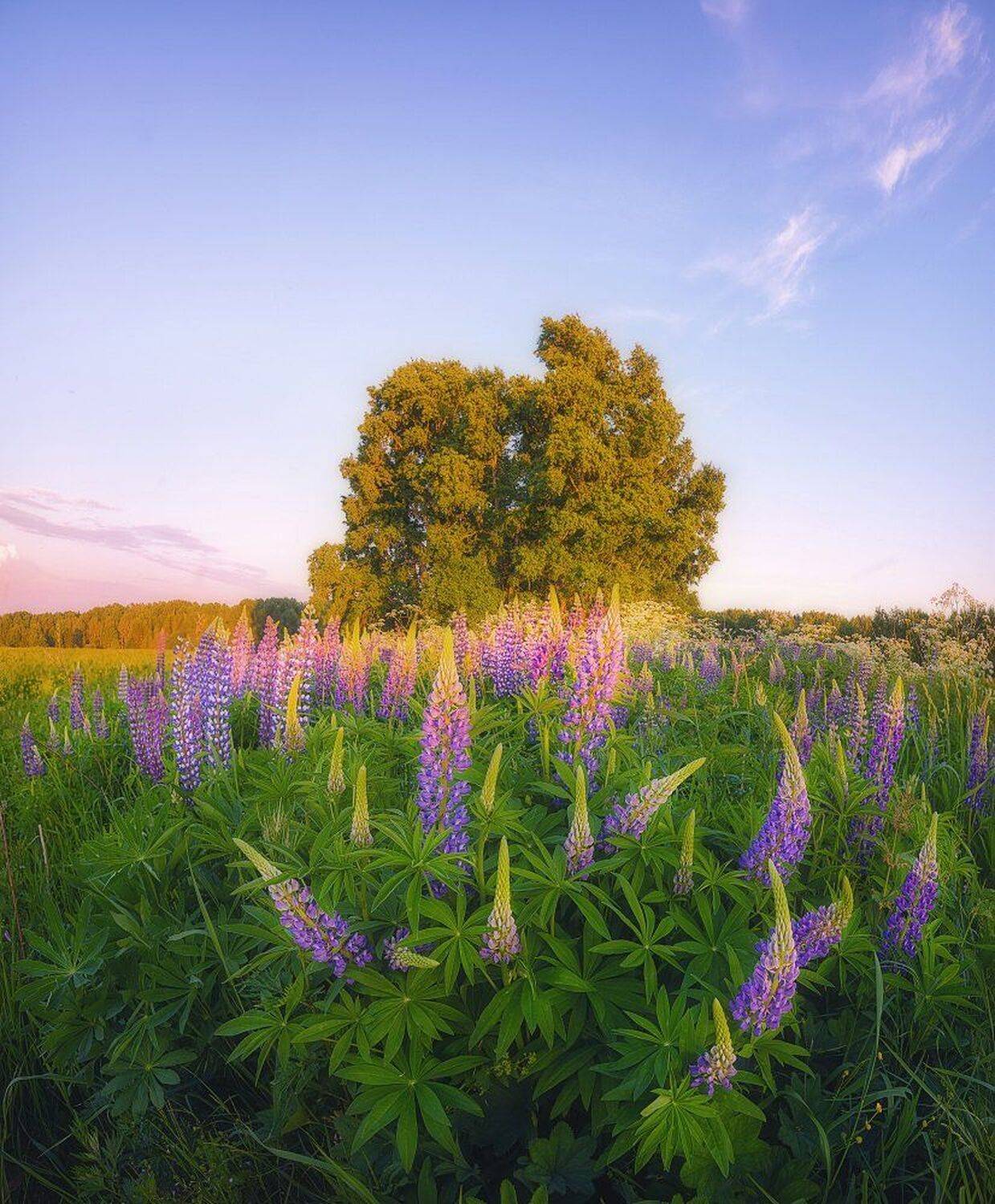 лето, цветы, люпины, пейзаж, природа, вечер, Устюжанин Михаил