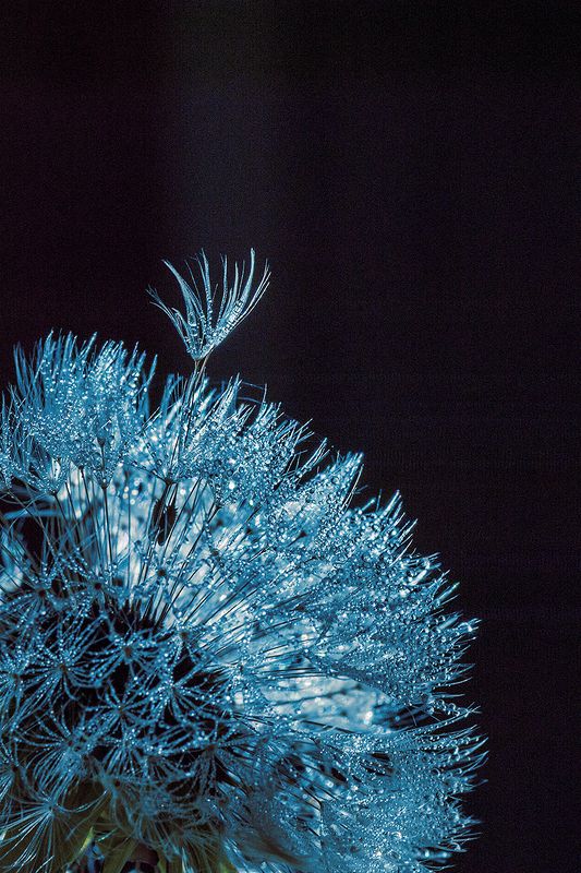 dandelion фото превью