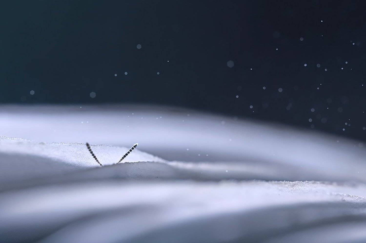 гриб, споры, \, Валерия Зверева