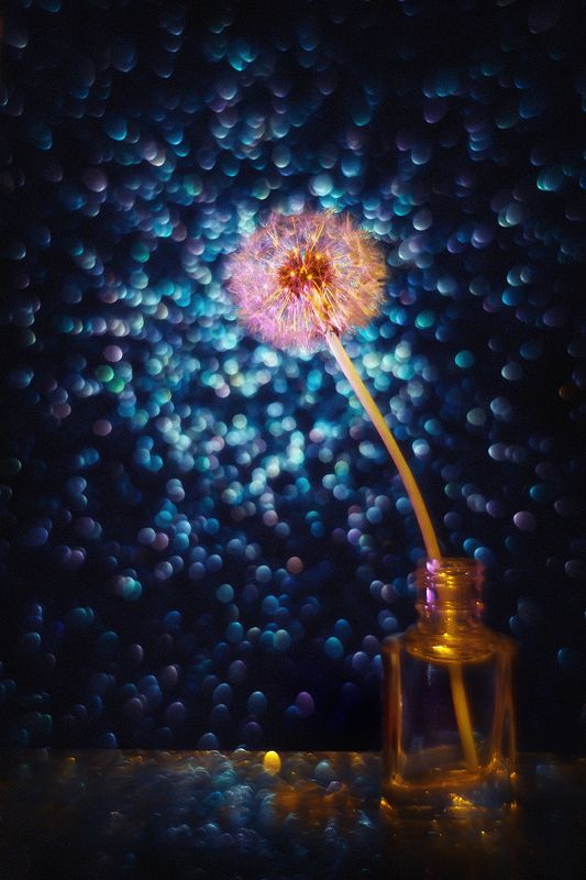 moment, момент, beautiful, красивый,  bokeh, боке, magical, волшебное,  manual lens, мануальная оптика, helios-44m,  dandelion, одуванчик,  still life, натюрморт, cold, холодный, light, свет, mystery, тайна, space, космическое, космос, Родом из космоса… фото превью